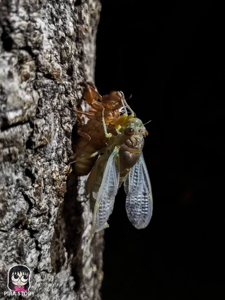 จักจั่น, จั๊กจั่น, cicada, metamorphosis, insect, แมลง 21