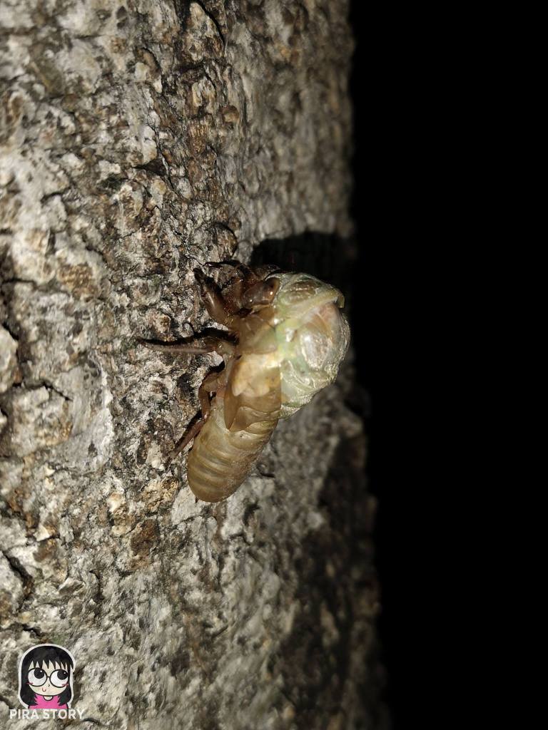 จักจั่น, จั๊กจั่น, cicada, metamorphosis, insect, แมลง 4