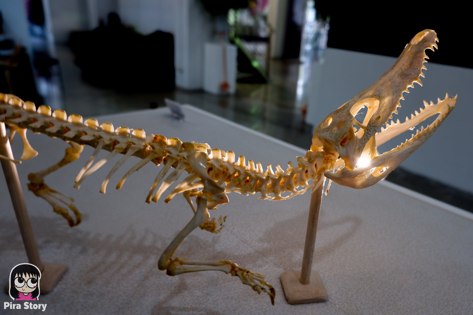 ความลับของโครงกระดูก Skeleton's Secrets ศึกษากายวิภาคสัตว์ ที่พิพิธภัณฑ์ จุฬาลงกรณ์มหาวิทยาลัย คณะวิทยาศาสตร์ ชีววิทยา Night at the museum 2020 เที่ยวพิพิธภัณฑ์ เที่ยวกรุงเทพ สยาม กระดูกสัตว์ กายวิภาคศาสตร์ โครงสร้างร่างกาย โครงสร้างกระดูก สัตว์เลี้ยงลูกด้วยนม สัตว์มีกระดูกสันหลัง กระดูกจระเข้ ตะโขง จระเข้ อัลลิเกเตอร์