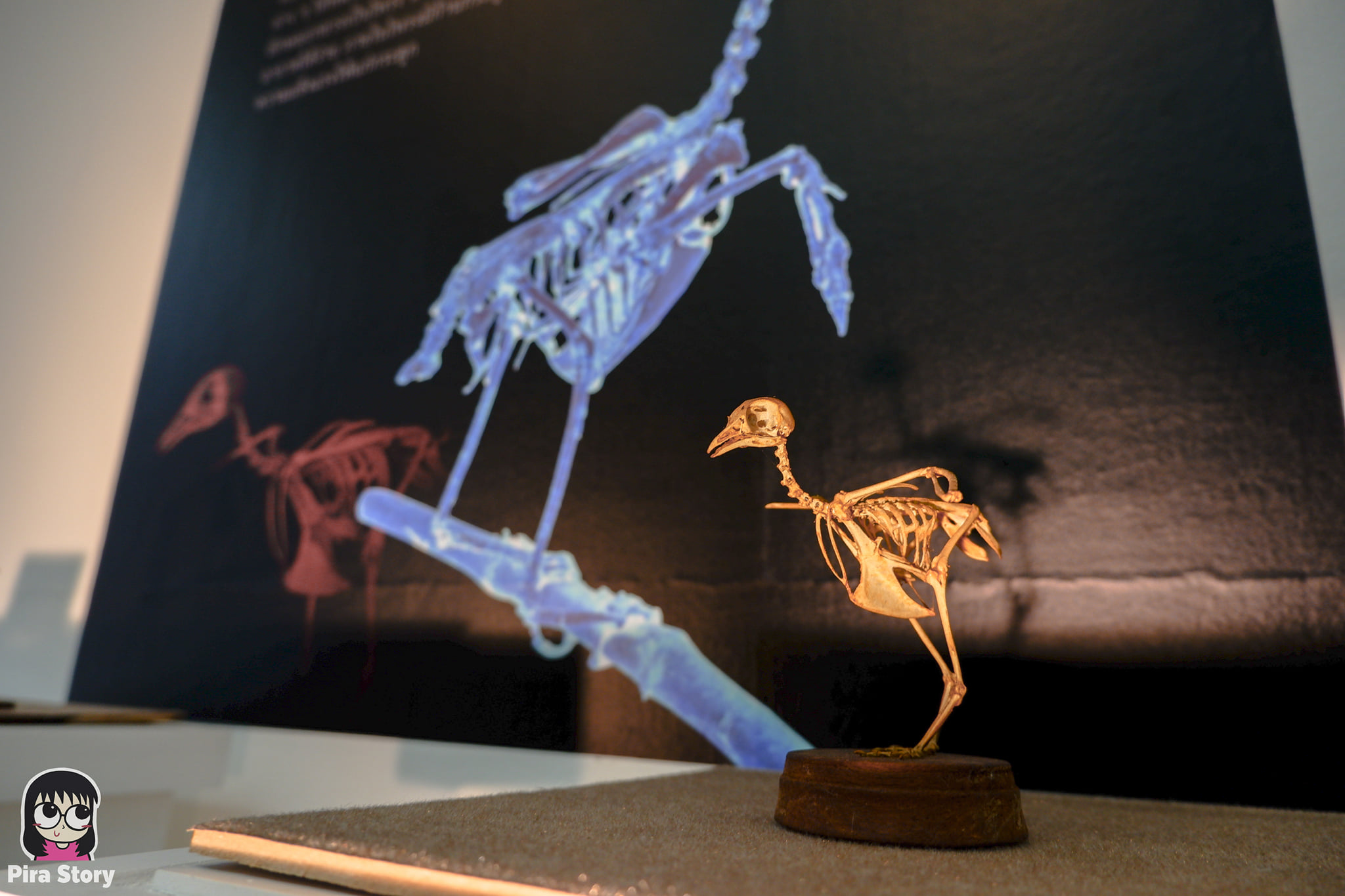 ความลับของโครงกระดูก Skeleton's Secrets ศึกษากายวิภาคสัตว์ ที่พิพิธภัณฑ์ จุฬาลงกรณ์มหาวิทยาลัย คณะวิทยาศาสตร์ ชีววิทยา Night at the museum 2020 เที่ยวพิพิธภัณฑ์ เที่ยวกรุงเทพ สยาม กระดูกสัตว์ กายวิภาคศาสตร์ โครงสร้างร่างกาย โครงสร้างกระดูก สัตว์เลี้ยงลูกด้วยนม สัตว์มีกระดูกสันหลัง กระดูกไก่ กระดูกนก
